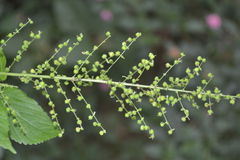 Acalypha paniculata